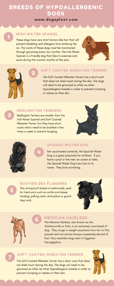 Hypoallergenic Dog Infographics