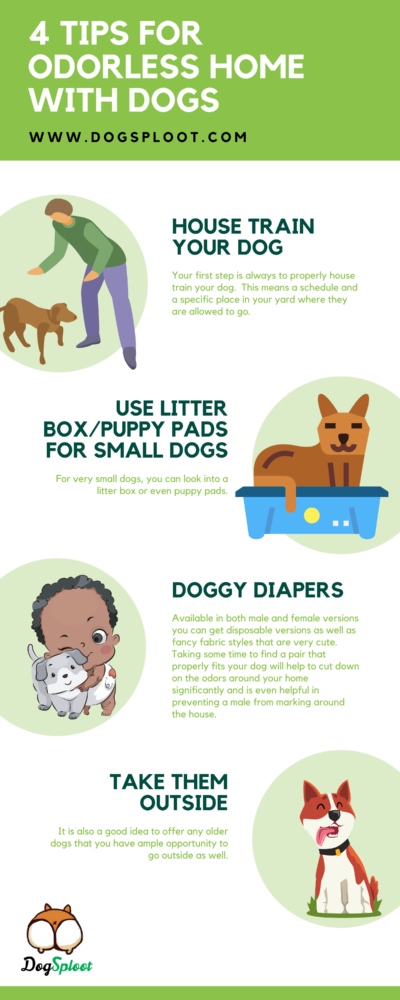 Tips for Odorless Home With Dogs