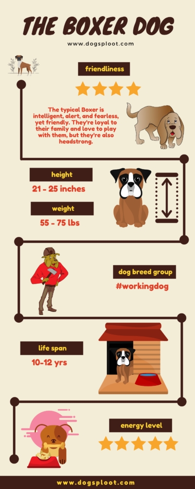 Boxer Dog Infographics