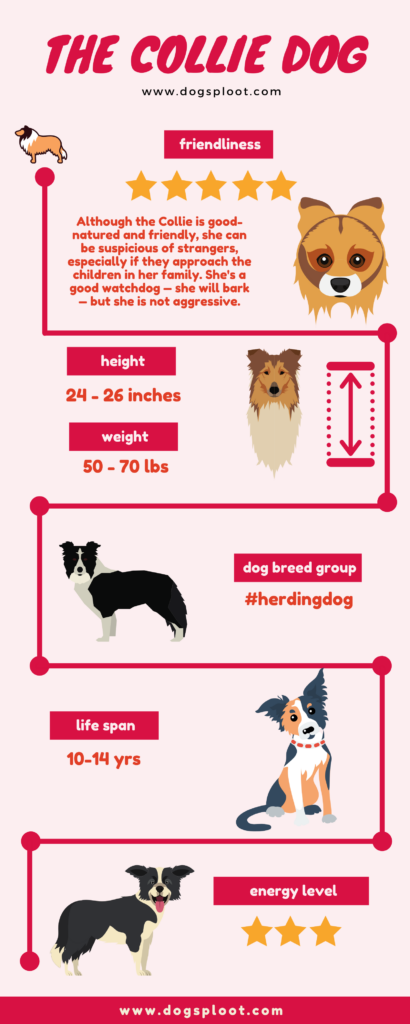 The Collie Dog - The Breed Of Lassie - Facts About Collies