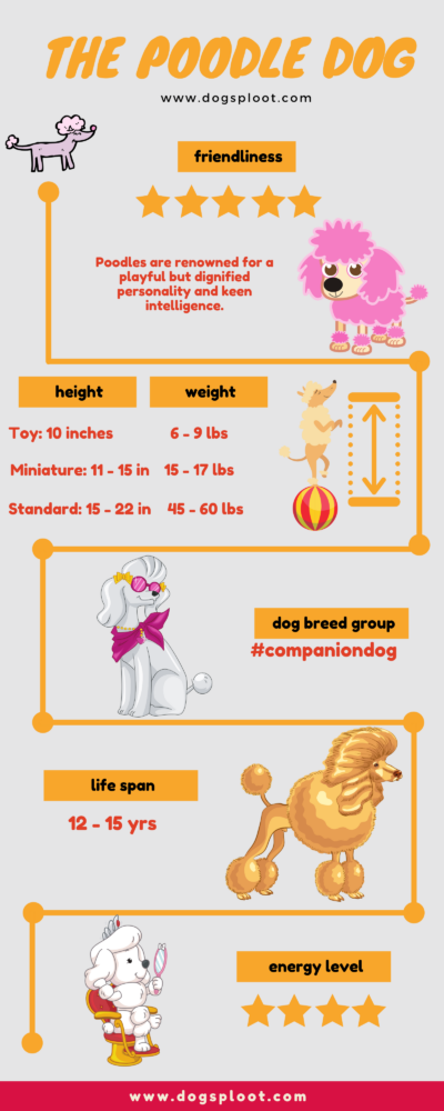 Poodles Infographic