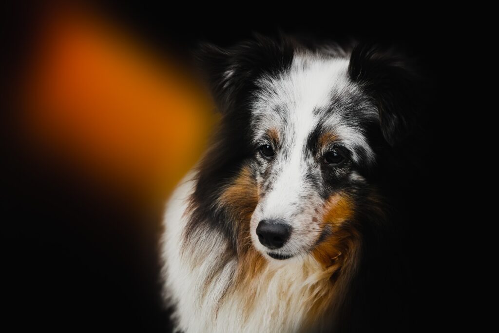 The Collie Dog - The Breed of Lassie - Facts About Collies