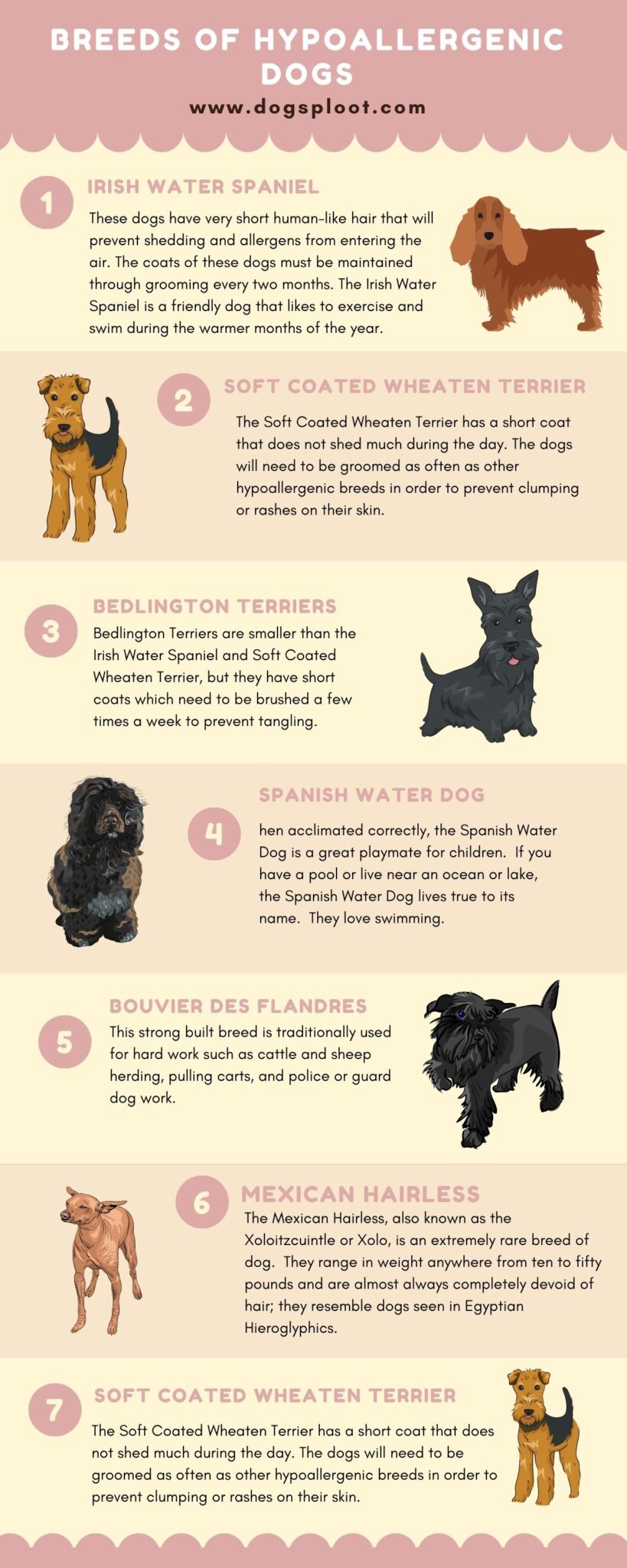Breeds of Hypoallergenic Dogs