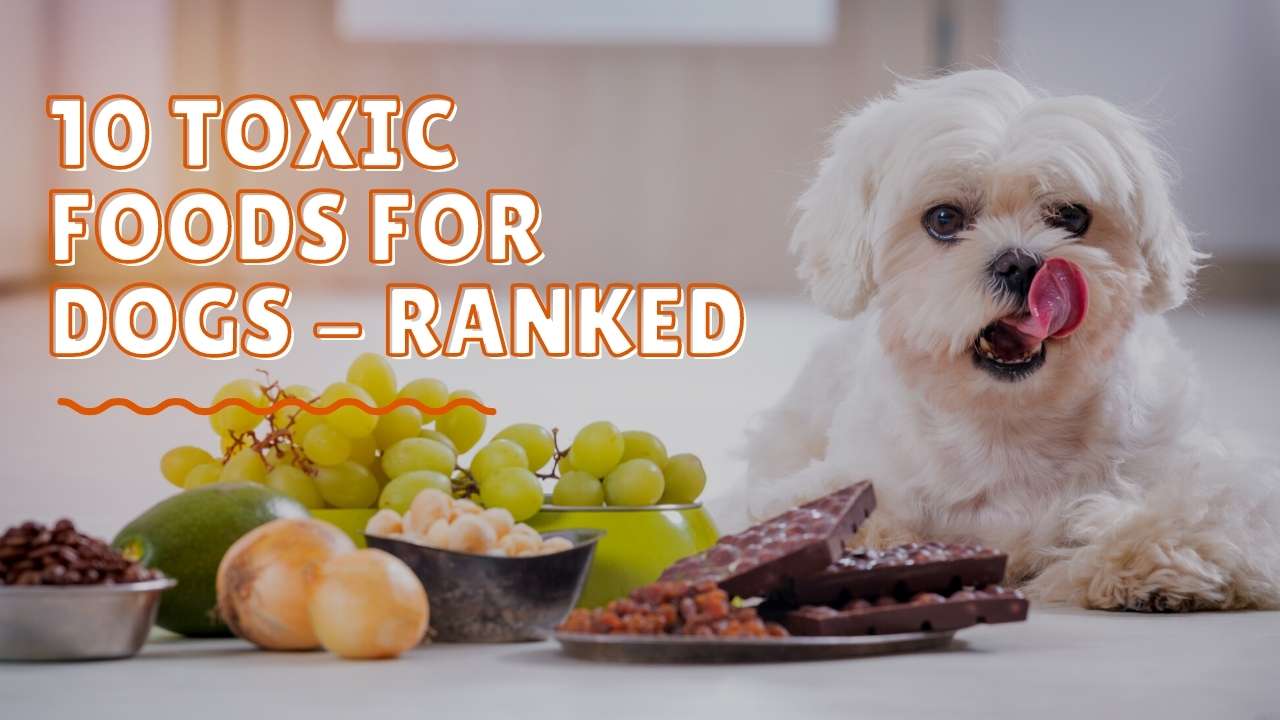 What Food Is Poisonous To Dogs 10 Toxic Foods For Dogs