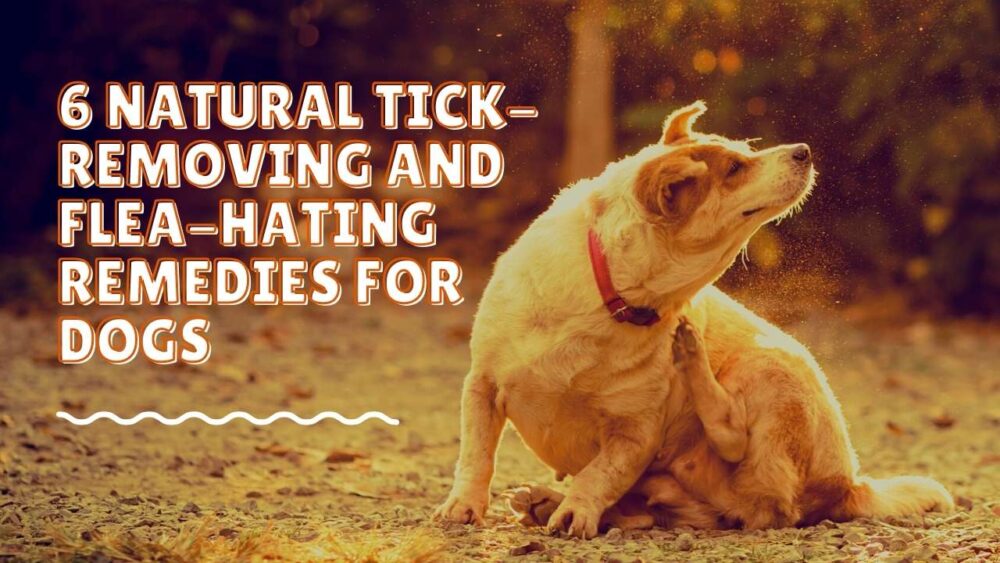 Home Remedies to Get Rid of Ticks and Fleas - 6 Natural Remedies