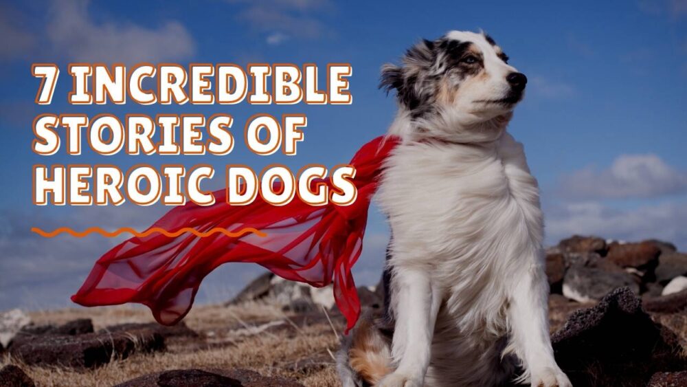 Hero Dogs Stories - 7 Incredible Stories Of Heroic Dogs