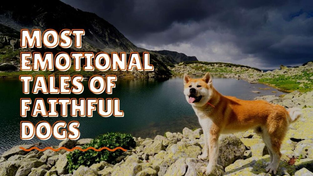 Sad Dog Stories - Most Emotional Tales of Faithful Dogs