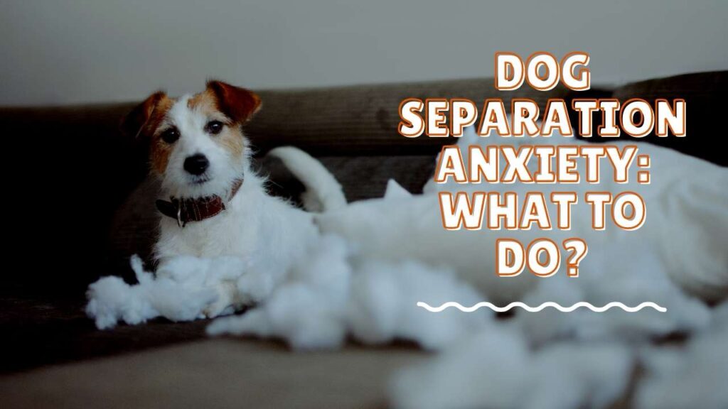 Dog Separation Anxiety Help Dog Separation Anxiety What to Do?
