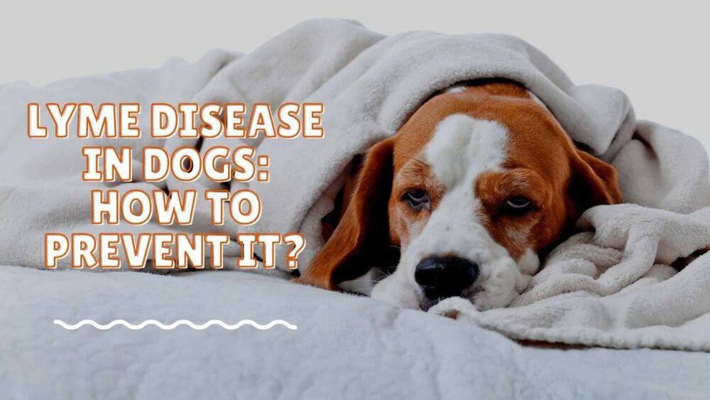 Dog Lyme Disease - Lyme Disease in Dogs: How to Prevent It?