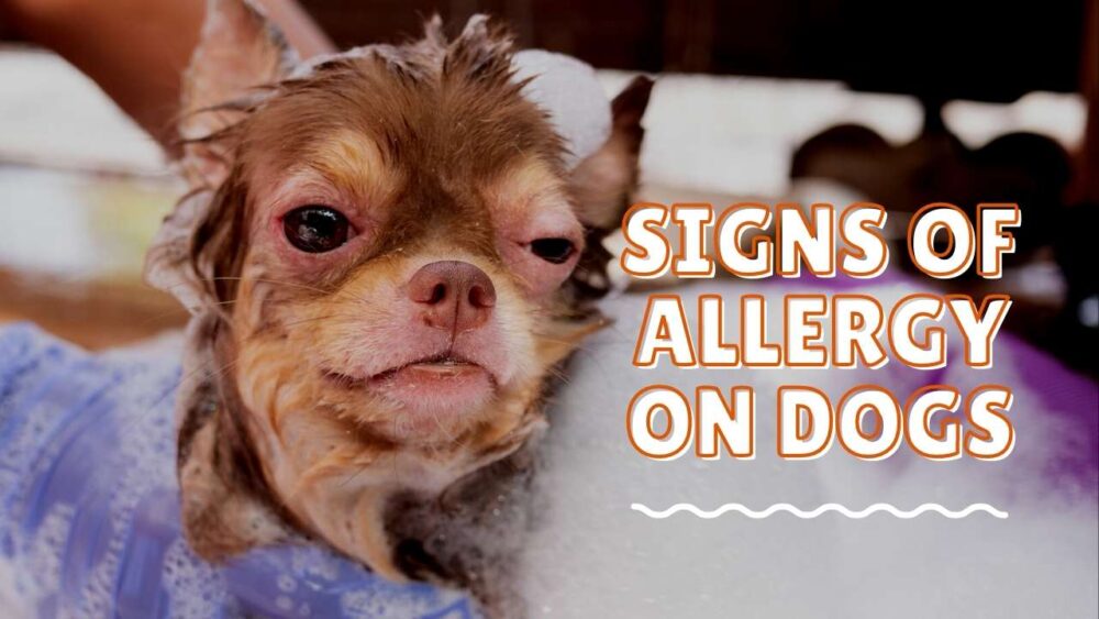 Allergies to Dog Rash - Signs of Allergy on Dogs - Dog Sploot