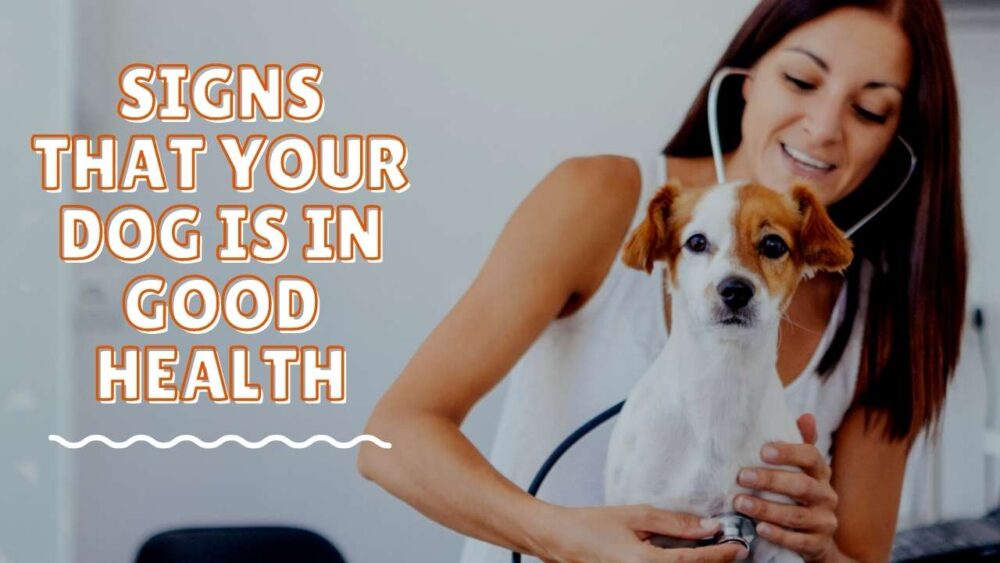 Signs of a Healthy Dog How to Keep Your Dog Healthy