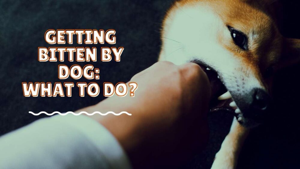 Dog Bites - Getting Bitten By Dog: What to Do? - Rabies and More