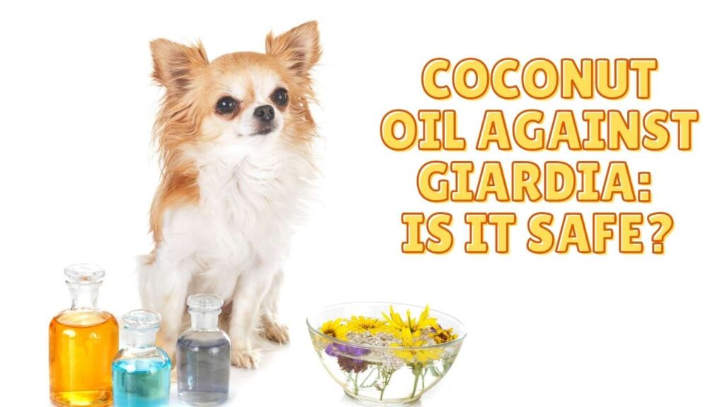 Giardia - Coconut Oil Against Giardia: Is It Safe? - Dog Sploot