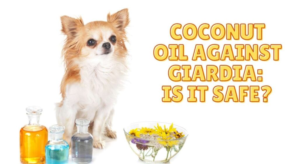 Giardia Coconut Oil Against Giardia Is It Safe? Dog Sploot