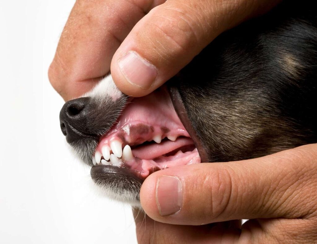 Healthy Dog Gums and Teeth 7 Food for Healthy Gums & Teeth
