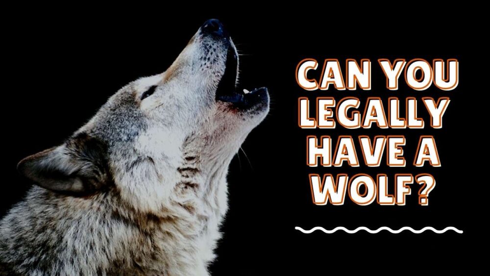 Pet Wolves Wolves Can you Legally Have a Wolf?