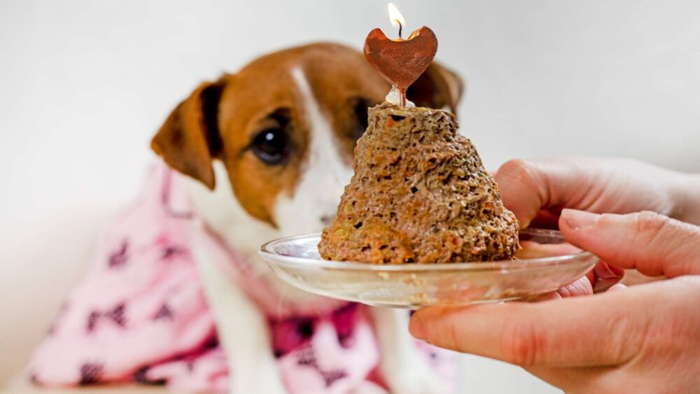 Liver Treats for Dogs Healthy Liver Recipes for Dogs Dog Sploot