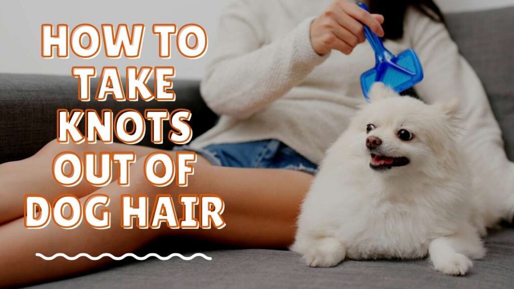 How to Take Knots Out of Dog Hair Best 10 Tips on Grooming