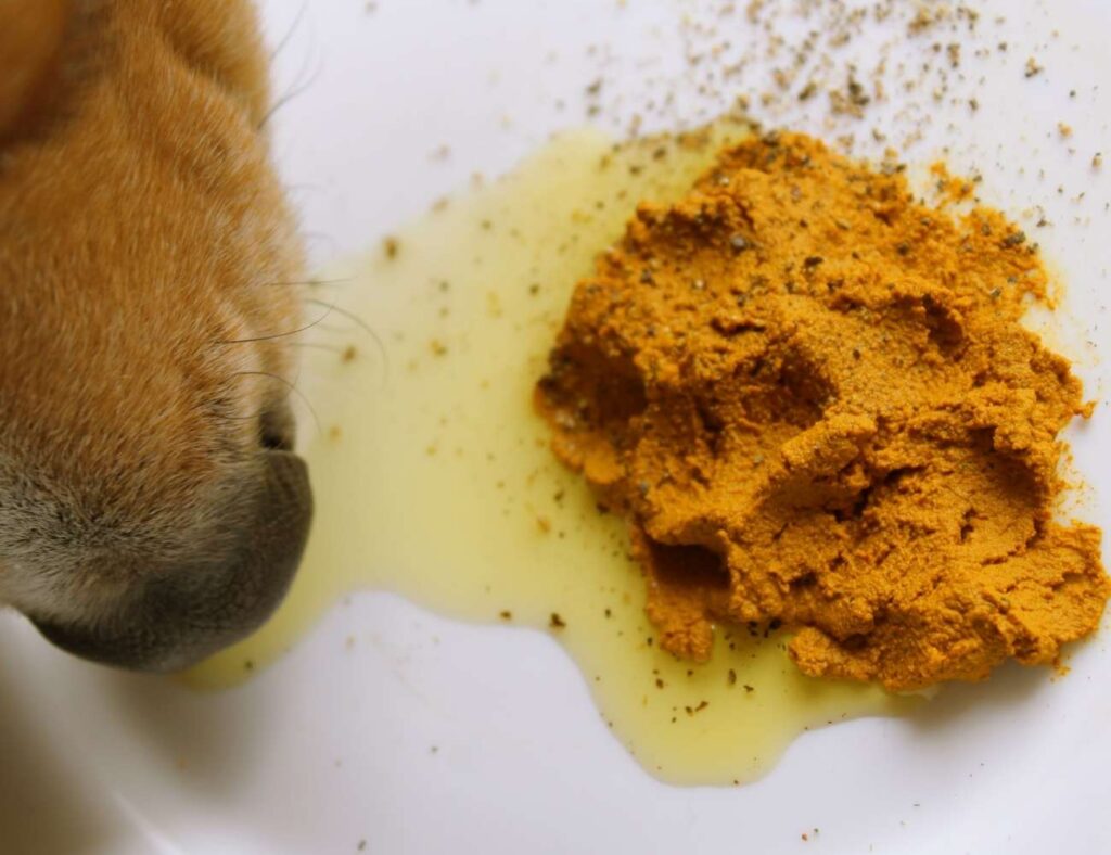 Ginger for Dogs Ginger Dog Recipe Health Benefits of Ginger