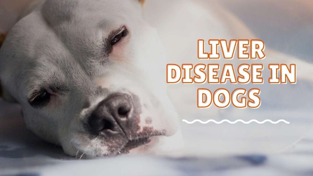 Liver Disease in Dogs - Causes, Symptoms & Possible Treatments