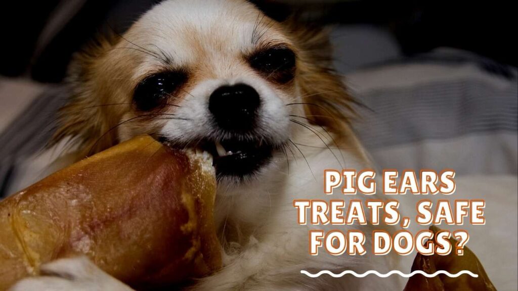 Are Pig Ears Okay for Dogs? Pig Ears Treats, Safe for Dogs?