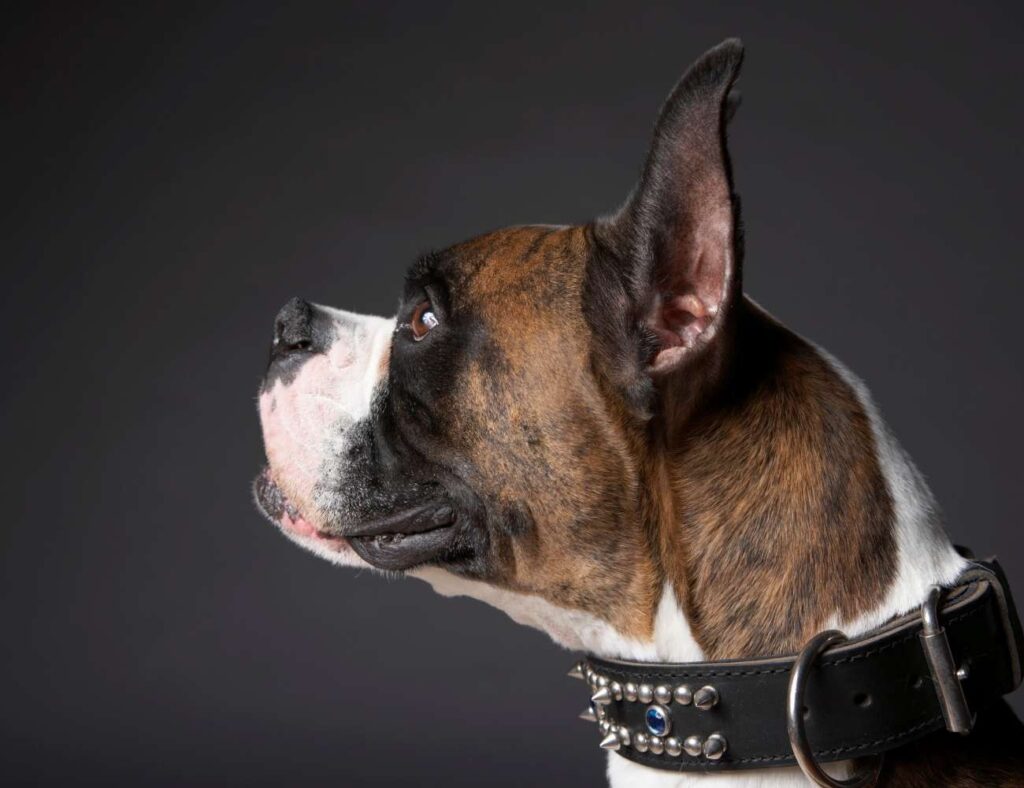 How to Shock Collar Train a Dog Shock Collar Guide 2021