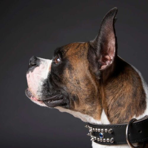 Aspin Breed Guide Noteworthy Aspin Dogs Dog Sploot