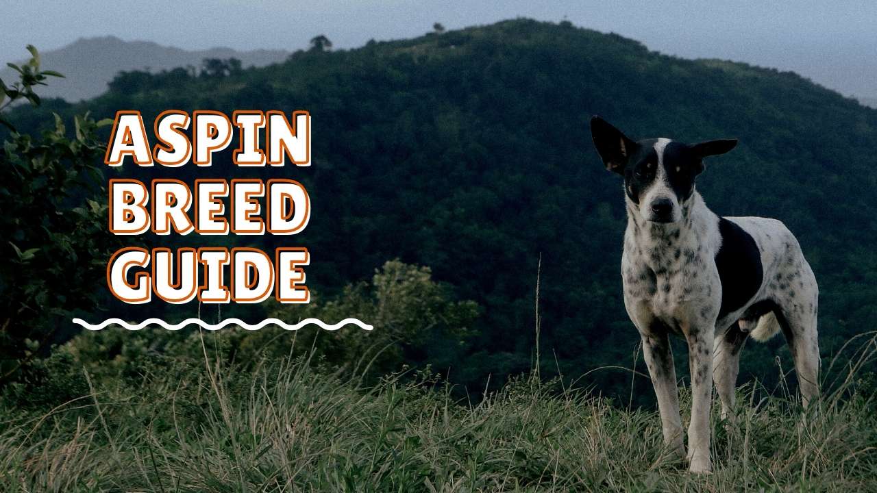 Aspin Breed Guide Noteworthy Aspin Dogs Dog Sploot