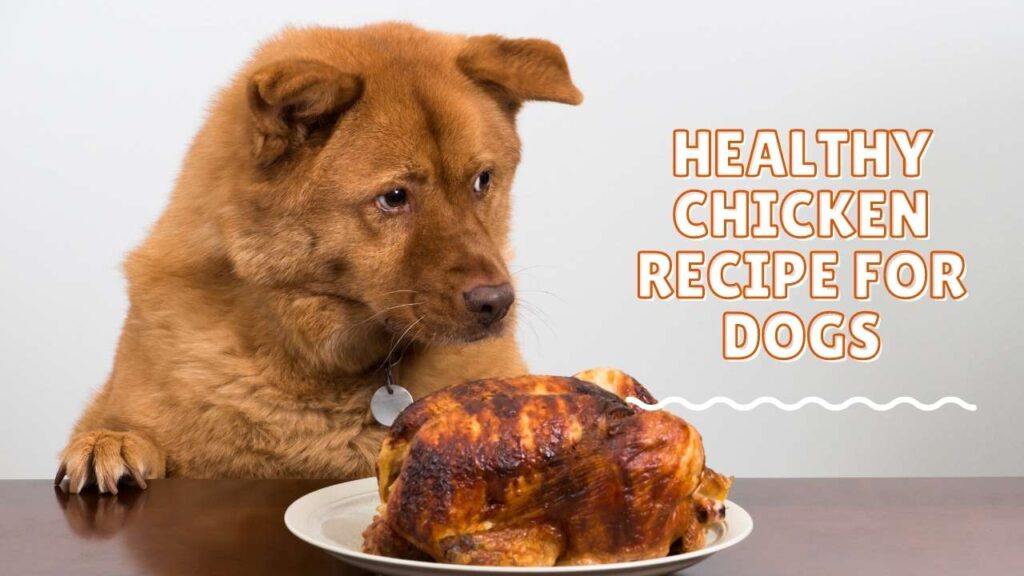 How to Cook Chicken for Dogs - Healthy Chicken Recipe for Dogs