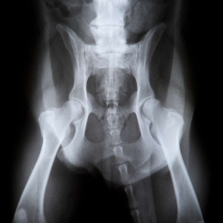 Hip Dysplasia Dog - Hip Dysplasia on Canine: Symptoms and Treatments