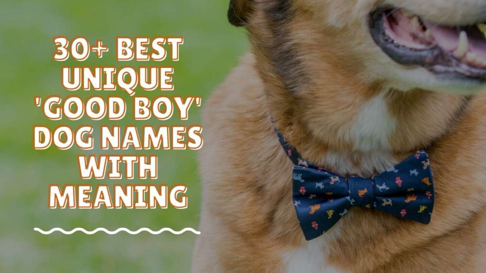 Dog Names Unique Boy - A-Z Dog Names for Good Boys