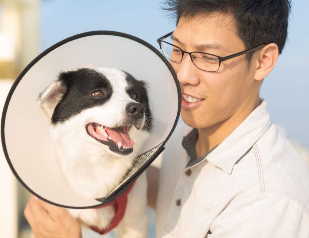 Dog Neuter Why Should You Spay Or Neuter Your Dog?