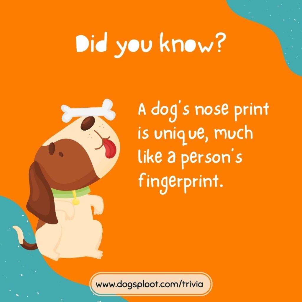 trivia-2-dog-s-nose-dog-sploot