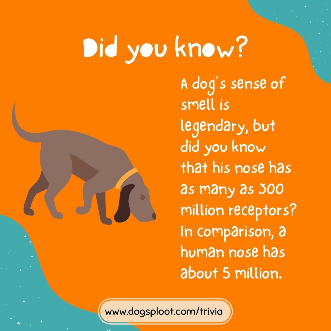 A dog’s sense of smell is legendary, but did you know that his nose has as many as 300 million receptors? In comparison, a human nose has about 5 million.