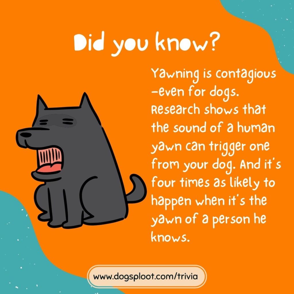 Trivia 11 Yawning Dog trivia Dog Sploot