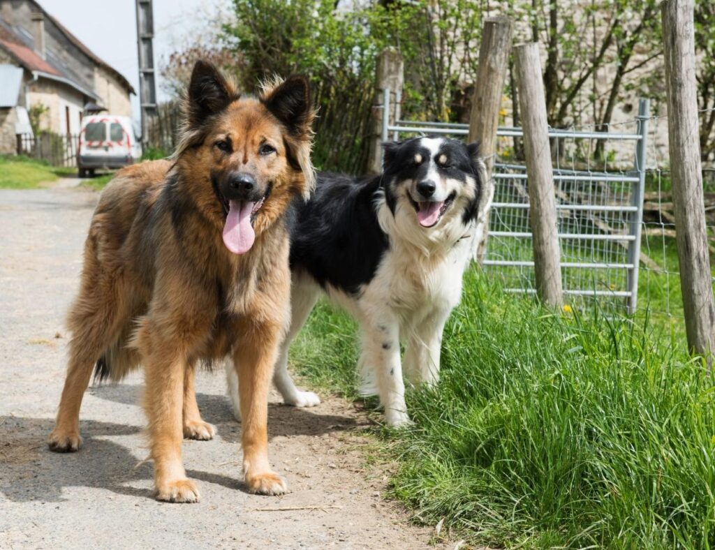 What is the Best Crossbreed Dog? 7 Most Adorable Crossbreed Dogs