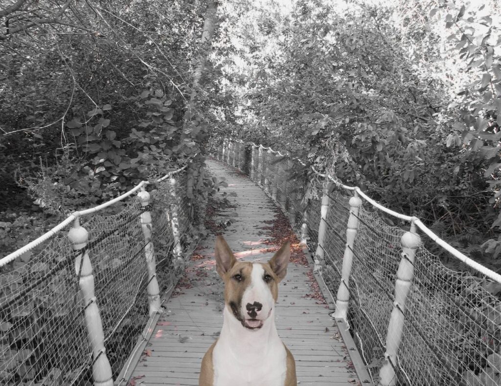 Dog Suicide Bridge