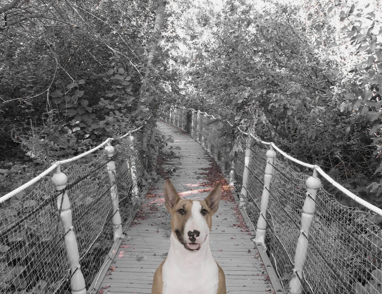 Dog Suicide Bridge Overtoun Bridge