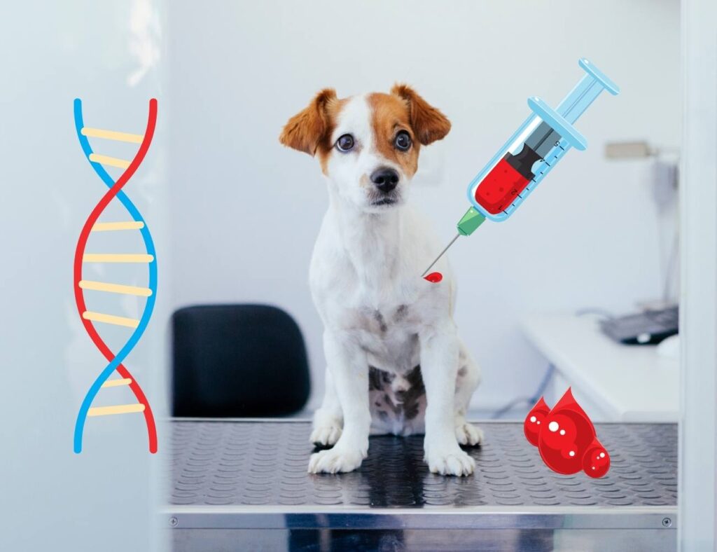 Dog Breed DNA Test