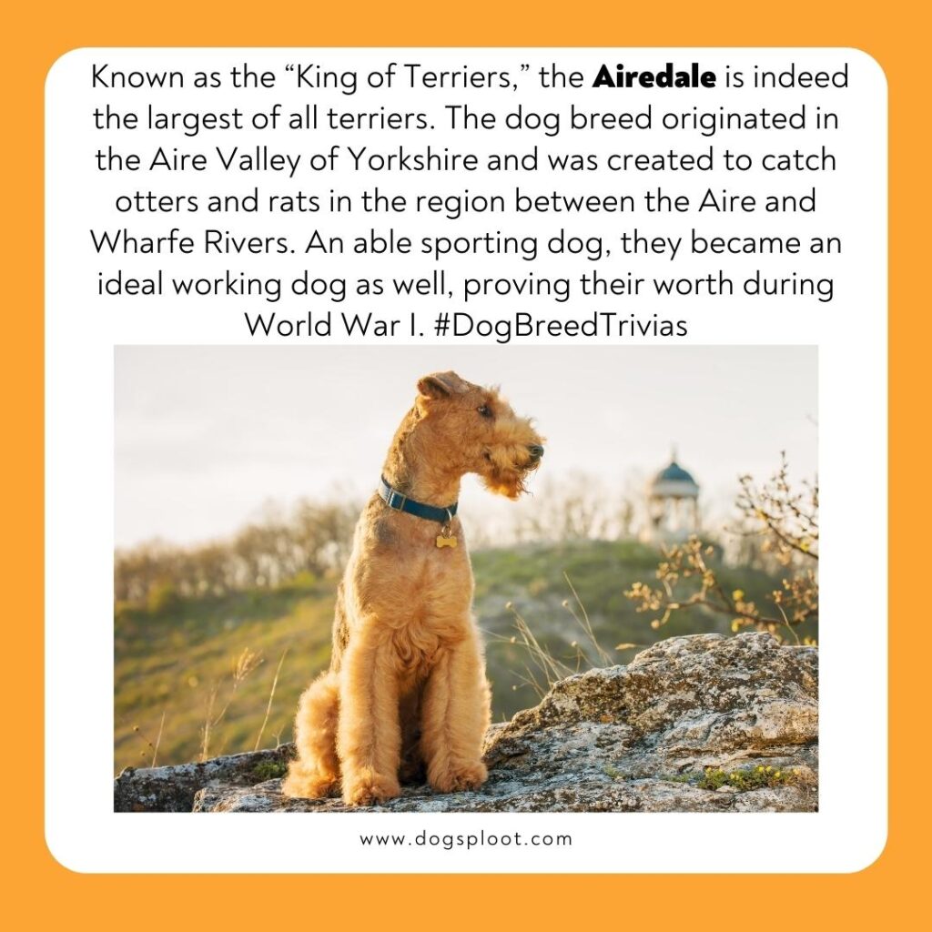 Dog Breed Trivia 5 Airedale Dog Sploot
