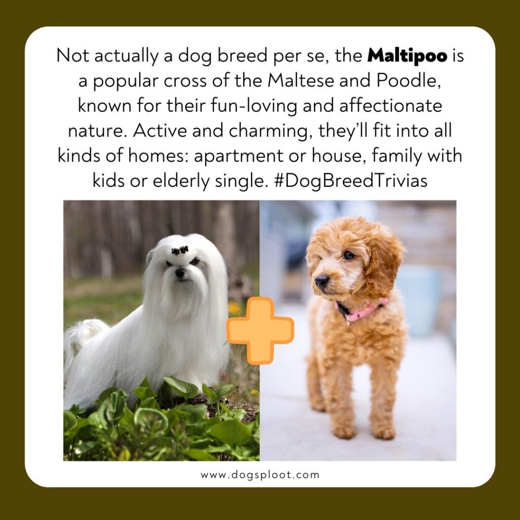 Dog Breed Trivia 267 Maltipoo Dog Dog Sploot